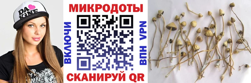 Псилоцибиновые грибы Psilocybe Жердевка